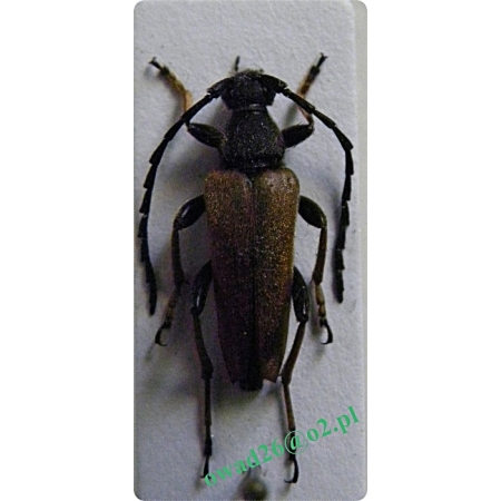 Stictoleptura rubra (Linnaeus, 1758) male